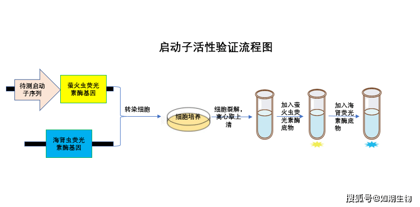 实验流程图为了减少实验误差,同时转染一个能稳定表达的肾荧光素酶的