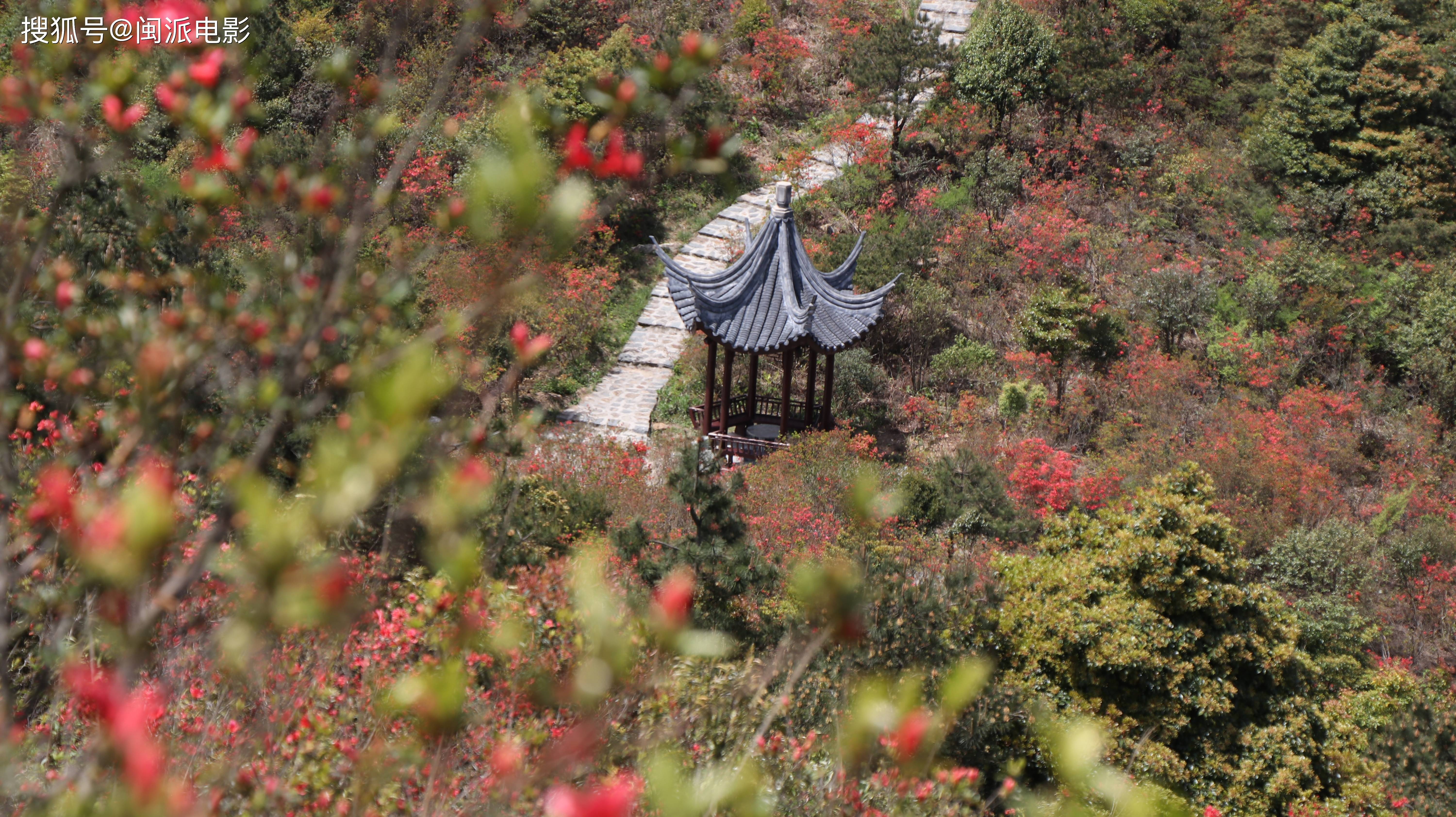 穿越佛耳山杜鹃花海,遇见山水茶乡安溪祥华