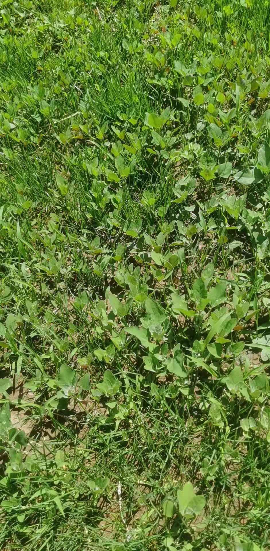 草坪除草剂对人有害吗_草坪除草剂_草坪除草剂的使用方法