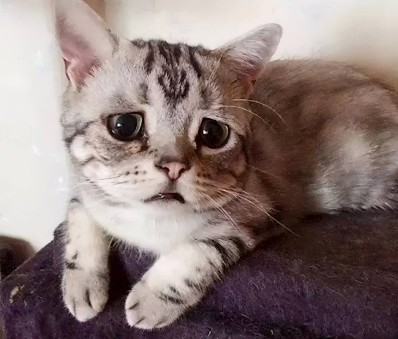 猫咪流泪图片唯美图片