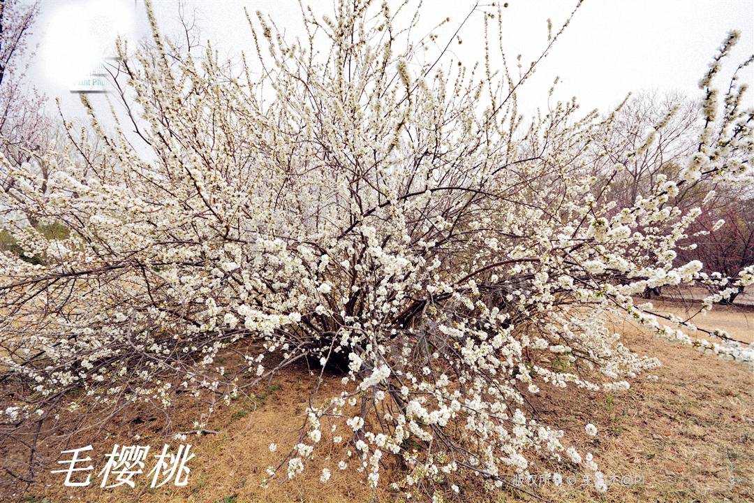 诗经里的植物辨识三十一唐棣棠棣和常棣