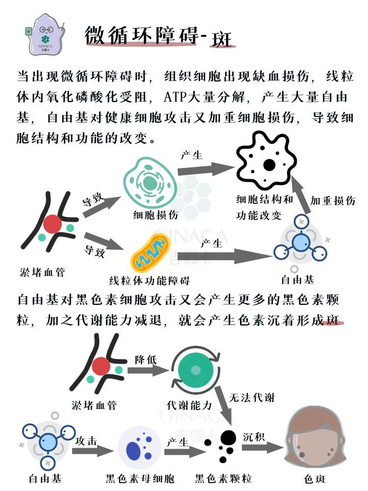 抗初老之皮肤微循环科普级皮肤手册