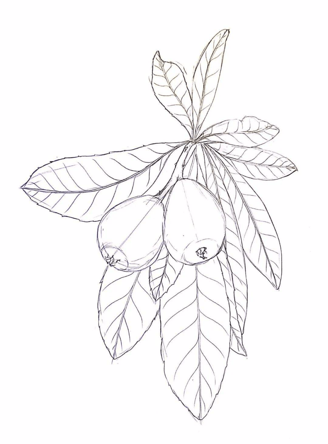 植物素描教程步骤图解植物素描详细步骤流程讲解