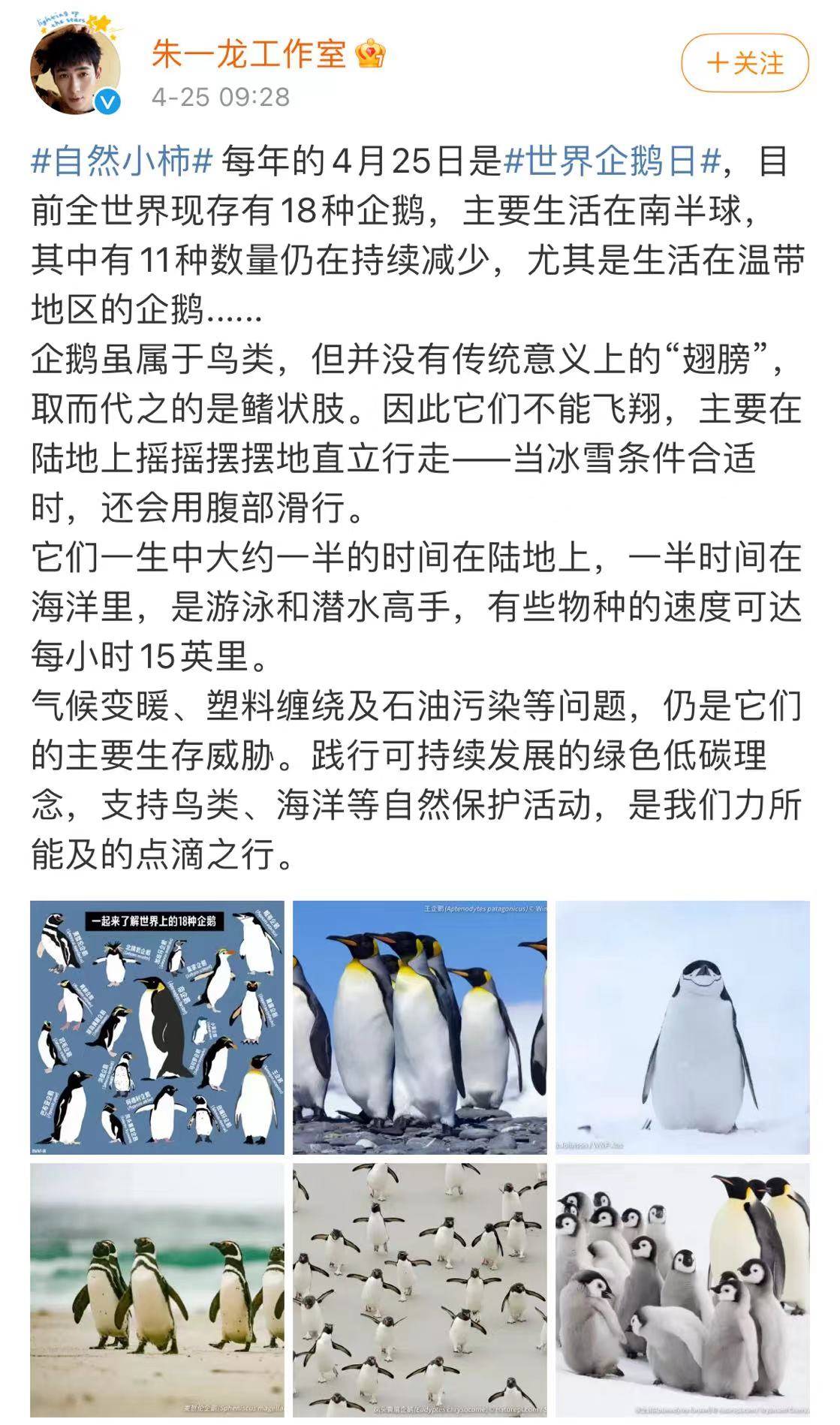 朱一龙发文号召关注世界企鹅日 保护环境关爱企鹅生存