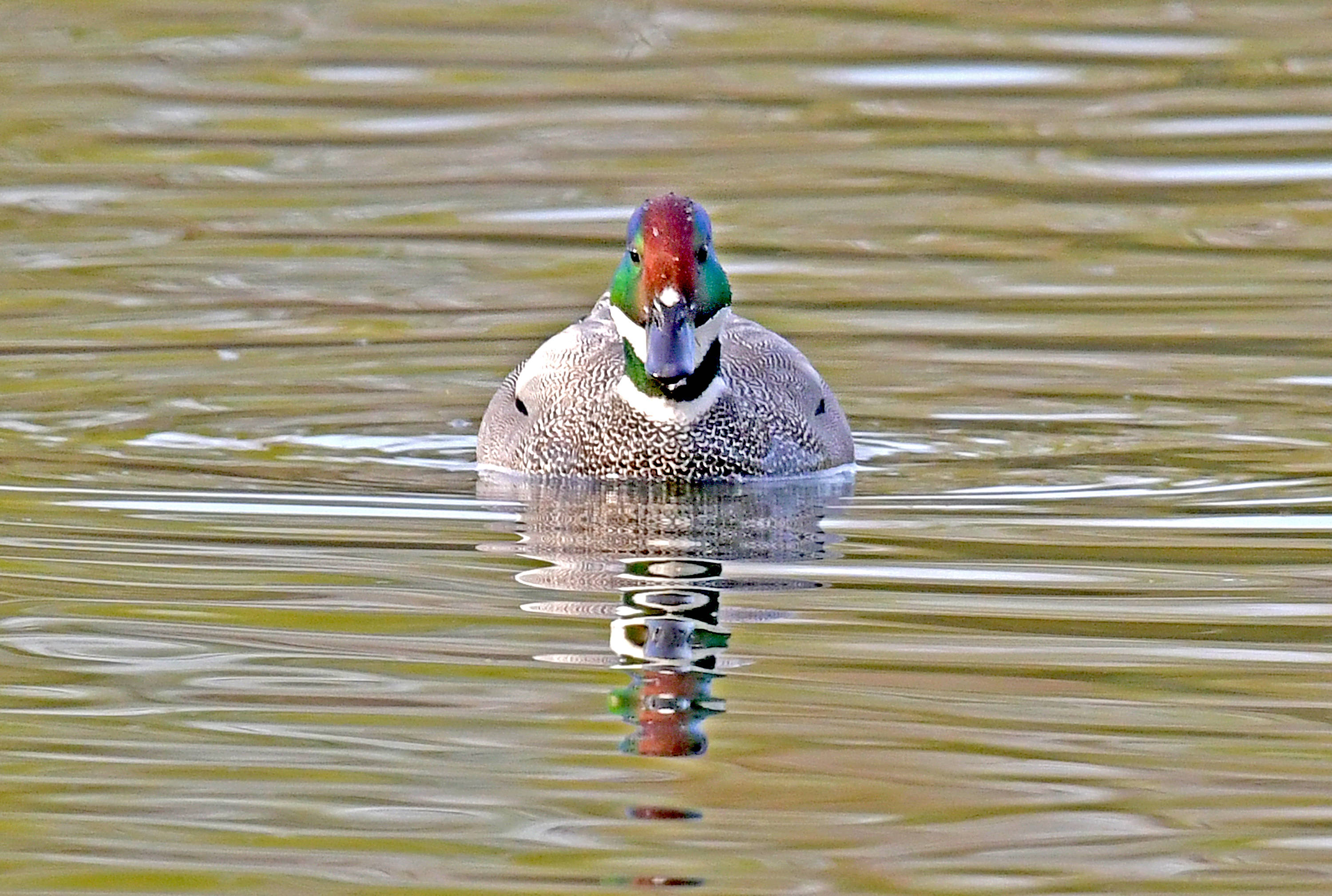 一春江水暖鸭先知罗纹鸭