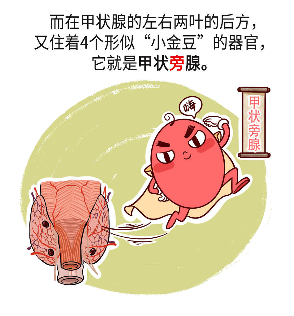 这个人体最小的器官受伤后危害不可忽视