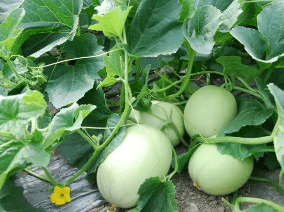 大棚香瓜管理种植方案,大棚香瓜怎样施肥才好?_果实_品种_幼苗