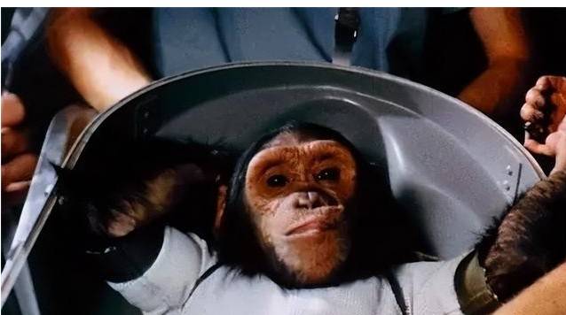 黑猩猩宇航员是人类进入太空的先行者_哈姆_莱卡_美国