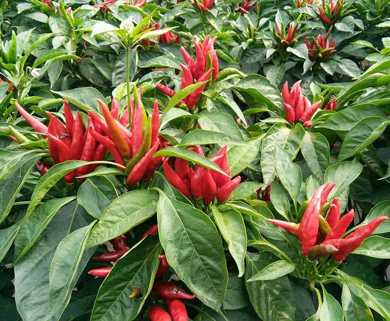 遍地红簇生朝天椒辣椒种子