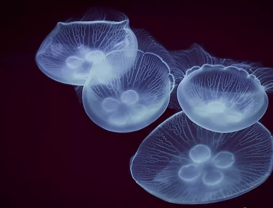 原创世界上最小的水母直径只有两厘米却一直活了五亿五千万年