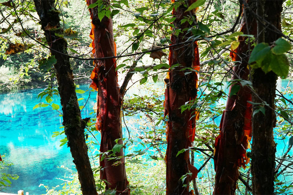 原创四川九寨沟静谧秀丽欢快珍珠滩缤纷五彩池