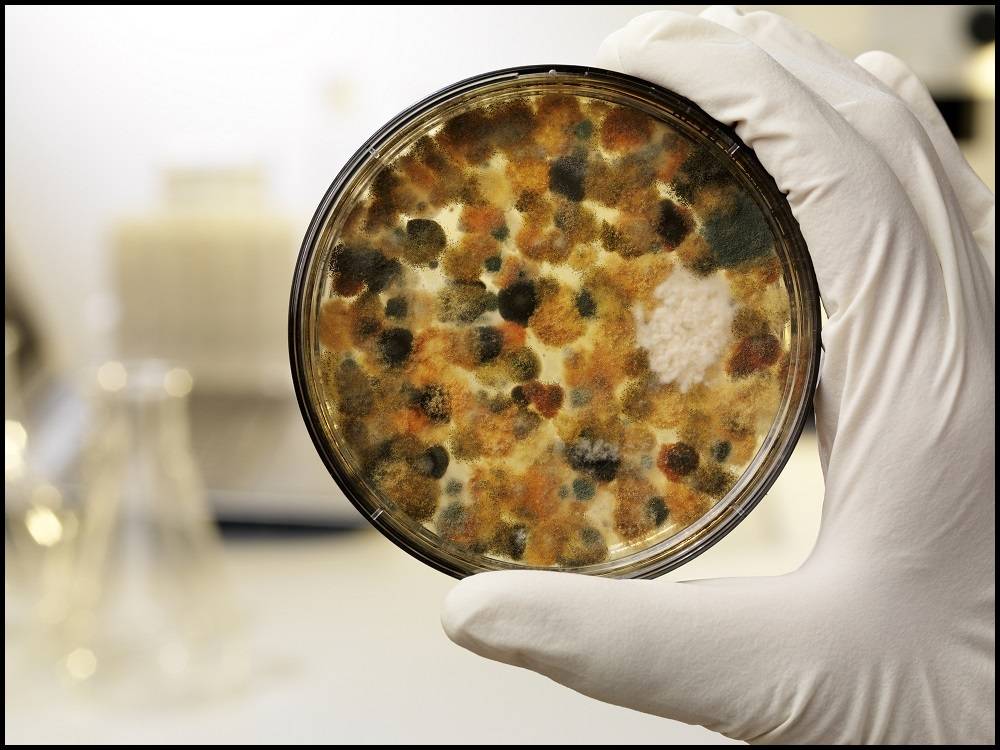 霉菌乳品种常见的酵母菌有汉氏酵母,脆壁酵母,假丝酵母,原酵母属等.