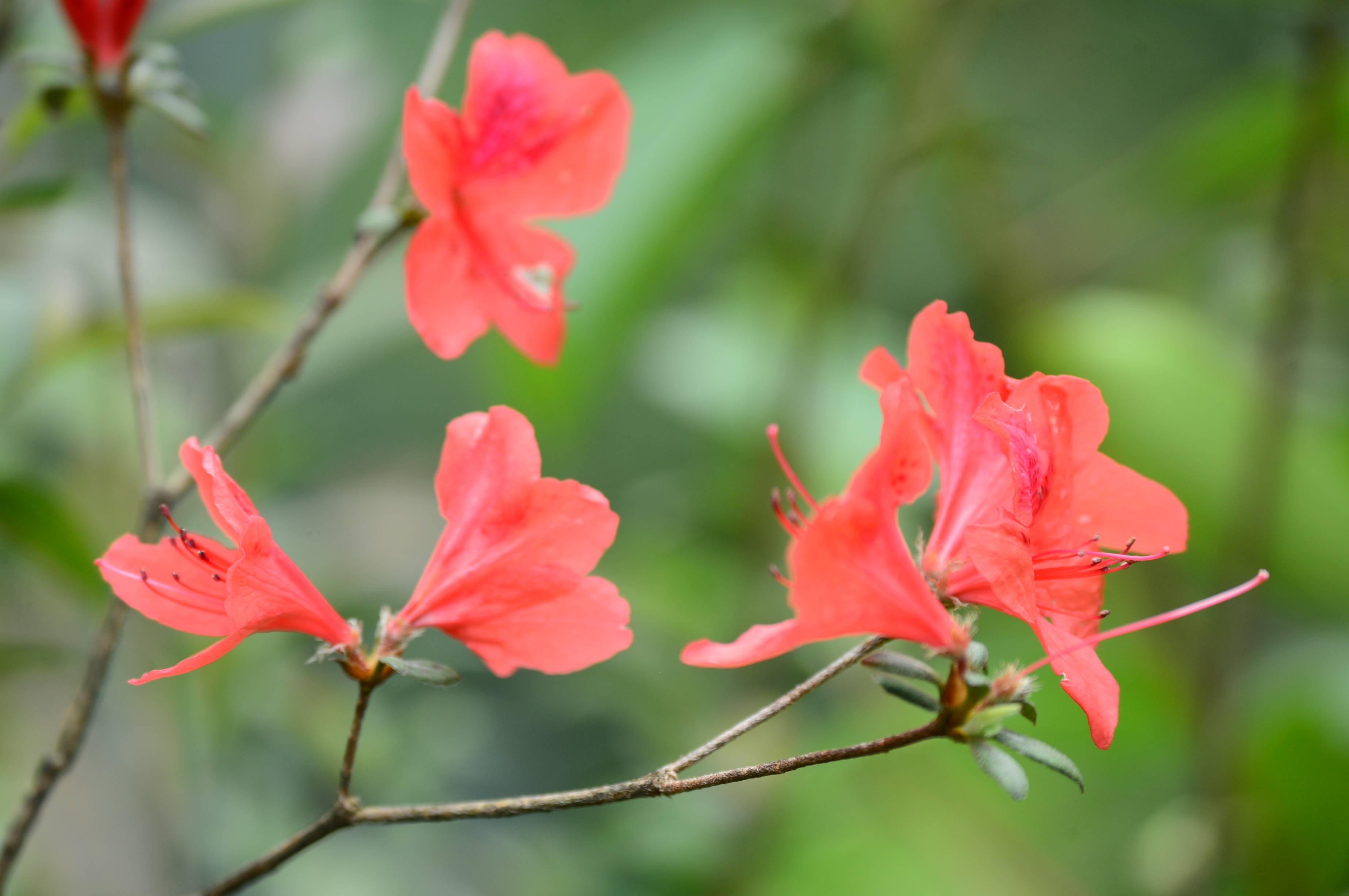 张家界绝壁绽放的红花,您认识吗?