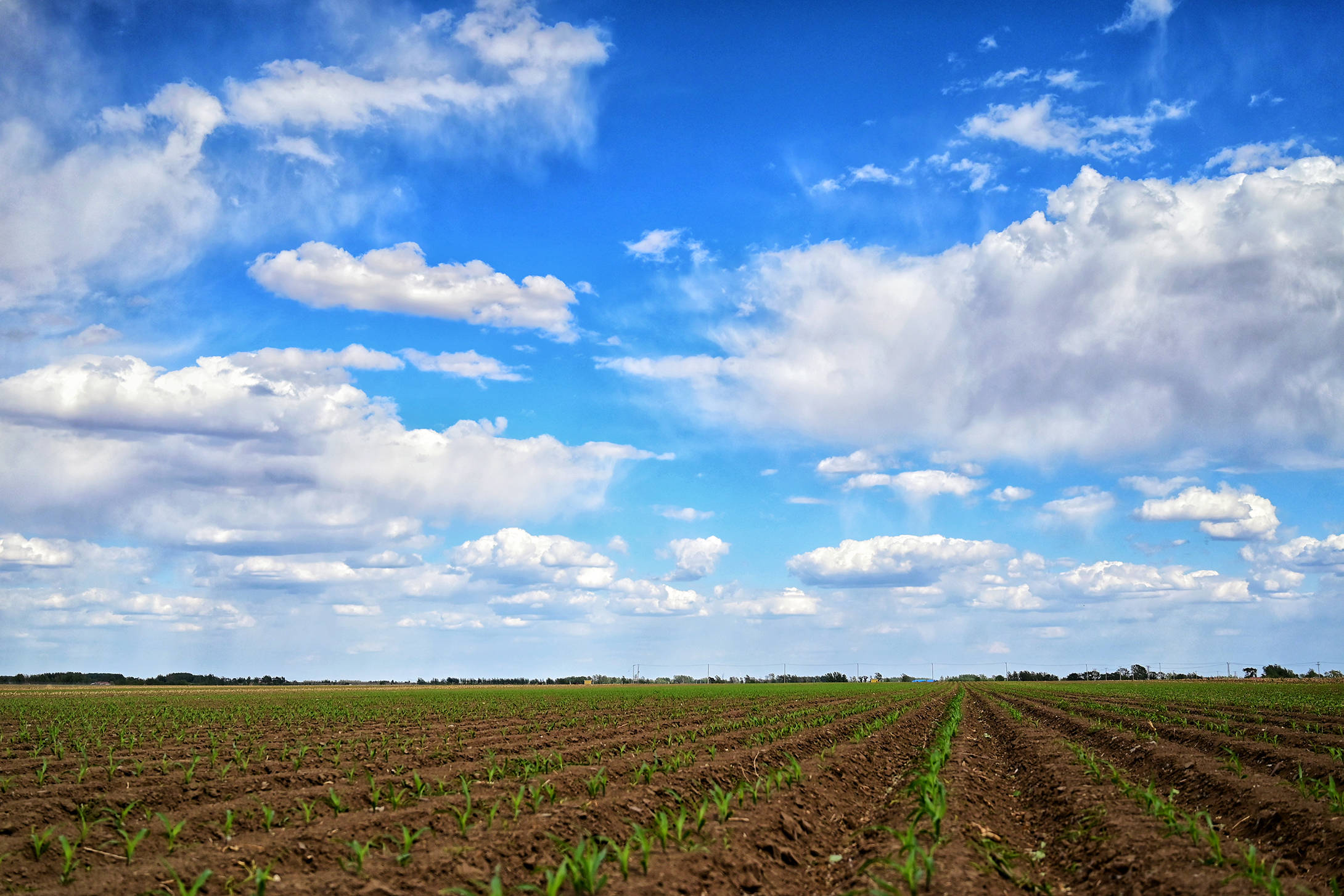 黑土种植玉米有什么优势