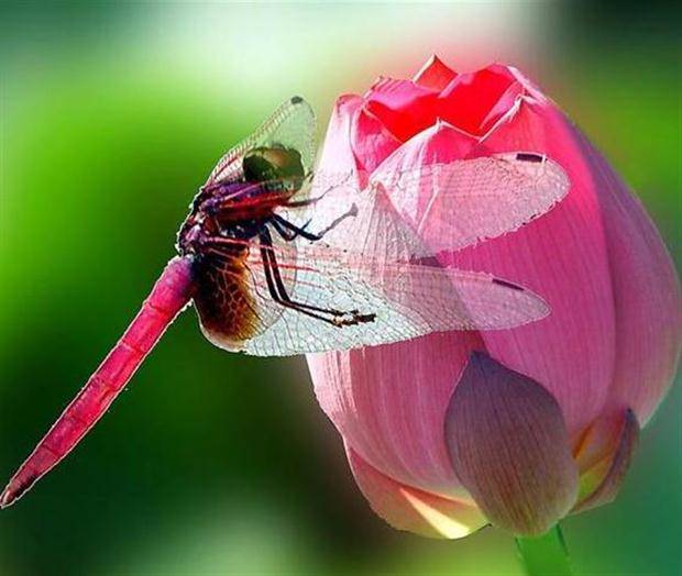 童年的红蜻蜓,最美的记忆 文/周延锋现代诗歌美文美图_秧苗_漂亮_机群