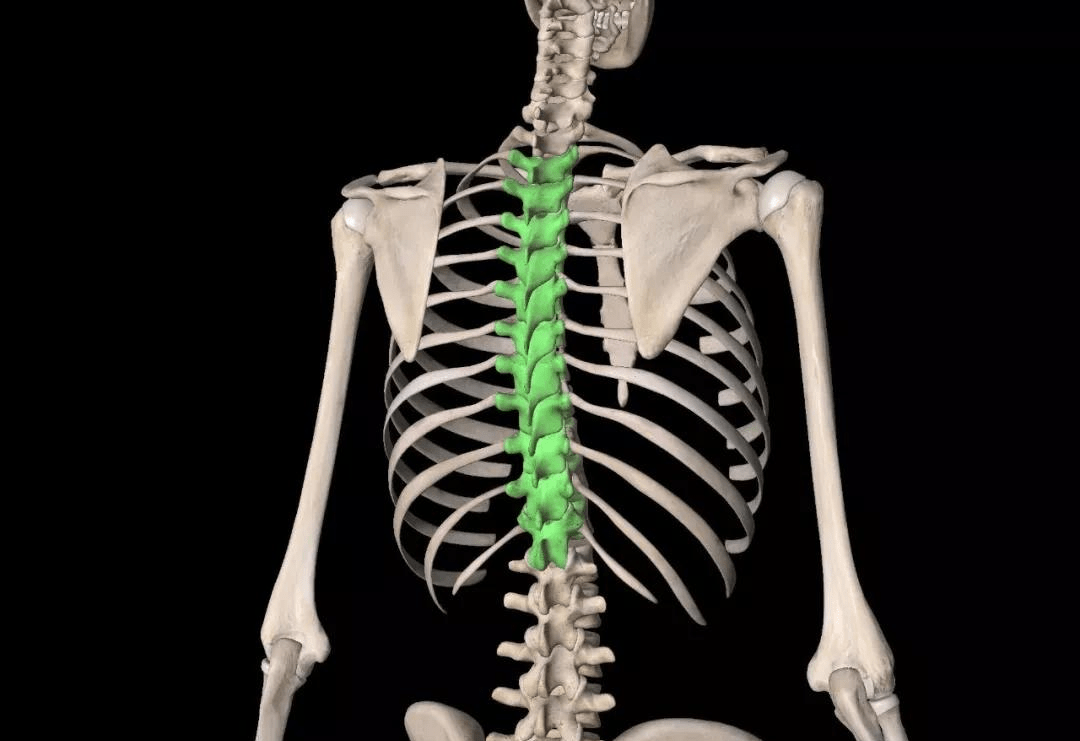 胸椎_泡沫_动作