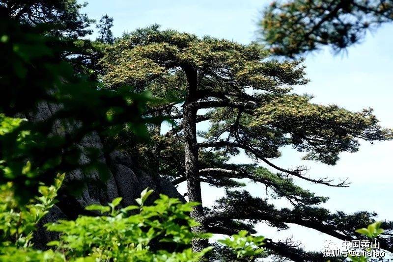 黄山奇松欣赏-搜狐大视野-搜狐新闻