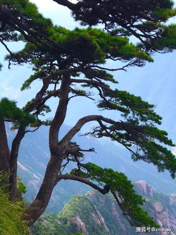 黄山奇松欣赏-搜狐大视野-搜狐新闻