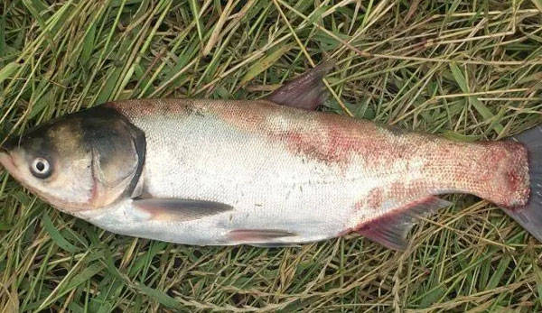 花白鲢败血症如何防治 水体 寄生虫 致病