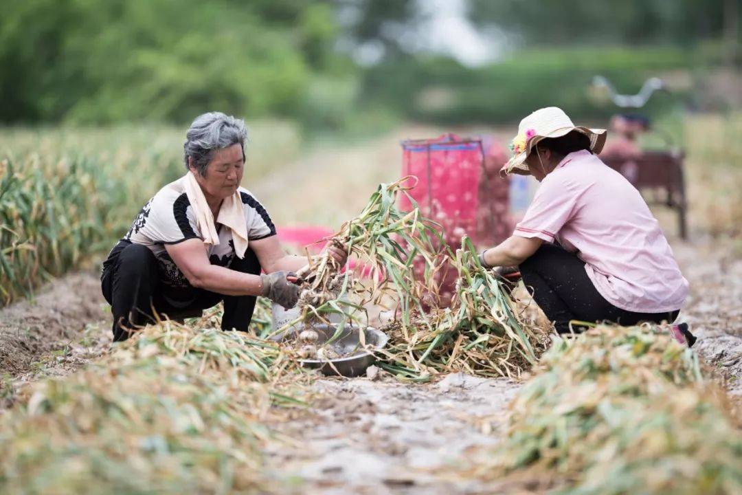 原創金鄉大蒜價值200億的金疙瘩蒜你狠萬物之鄉