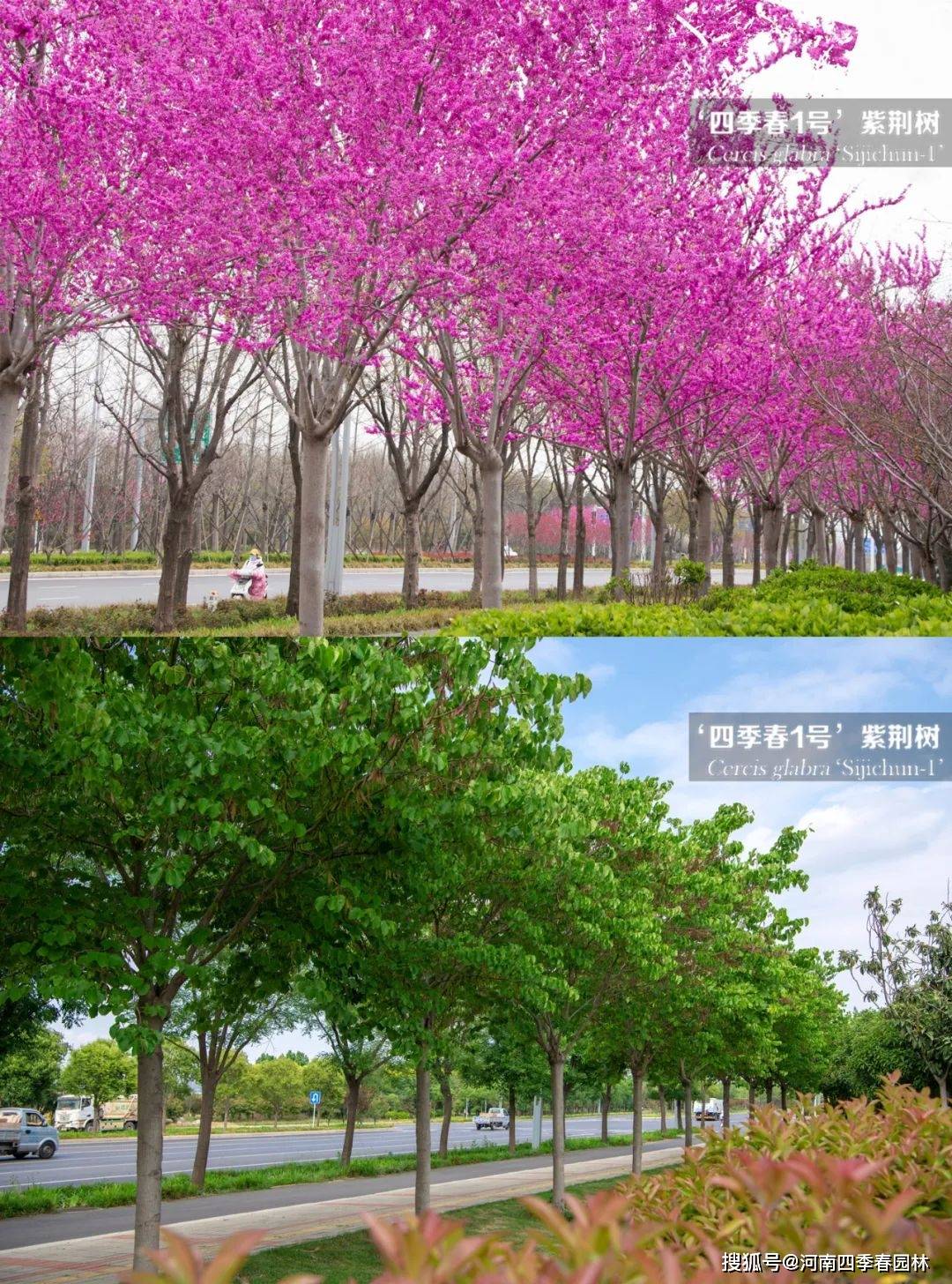 四季春1号'紫荆树的春与夏_手机搜狐网