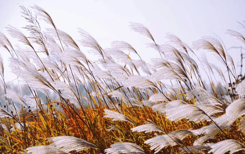 和众诗友小聚老乡长苍天怎得无怜意,昏月依然照瘴沟!