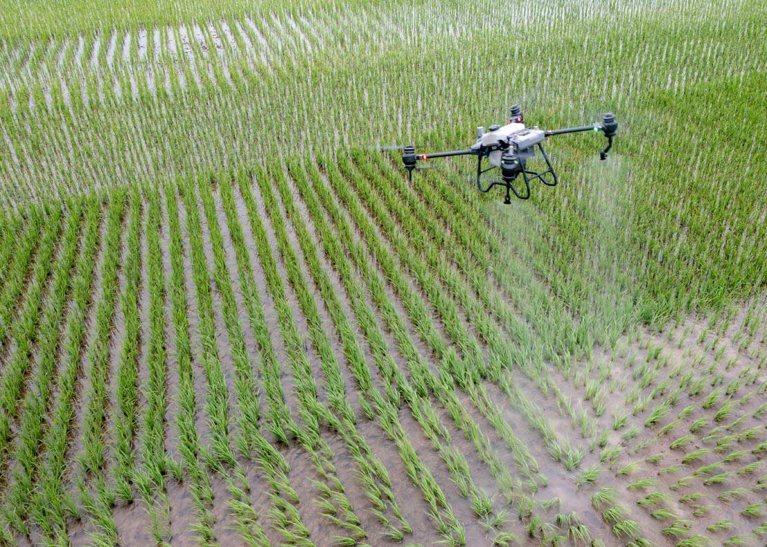 四川仁寿:无人机喷打农药保丰收_水稻_植保_作业