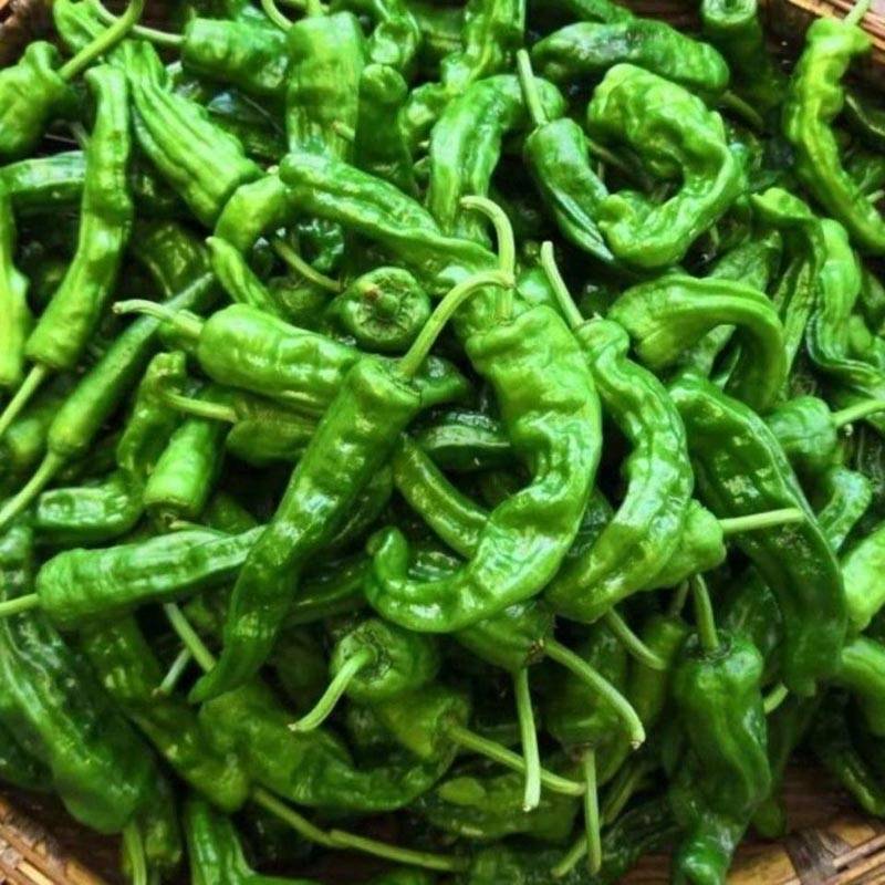 同乐皱皮椒薄皮香椒辣椒种子_花量大_果多_果径