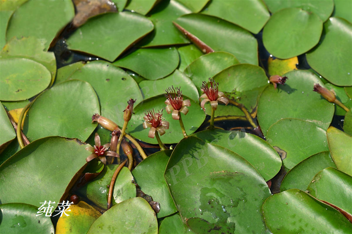 诗经里的植物辨识四十莼菜之美