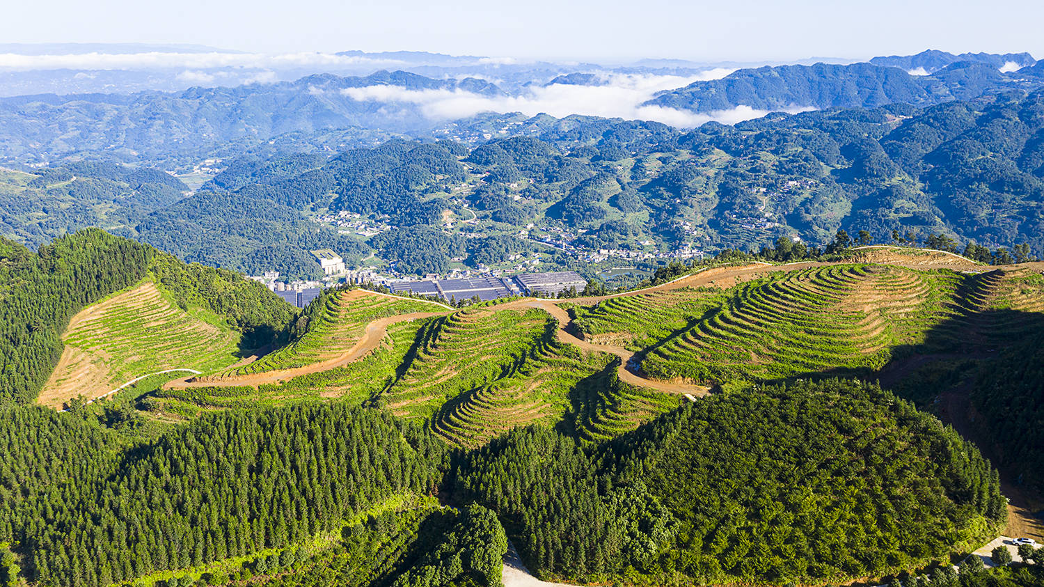 高县文江镇：村民规模化种植茶树，助力茶旅融合示范区建设