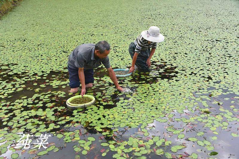 《诗经》里的植物辨识(四十) 莼菜之美_荇菜_陆机_鲈鱼