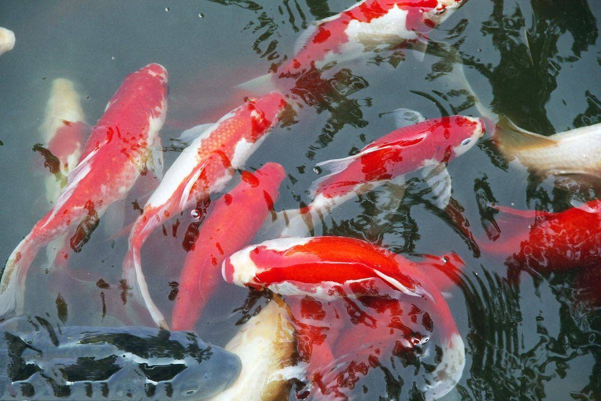 我们最常见到的三种风水鱼能给我们带来好运气