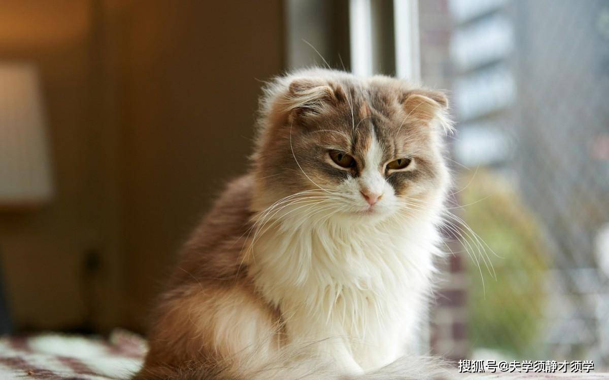 内涵段子:男友第一次去我家,由于比较紧张,嘴角说话不太利索!