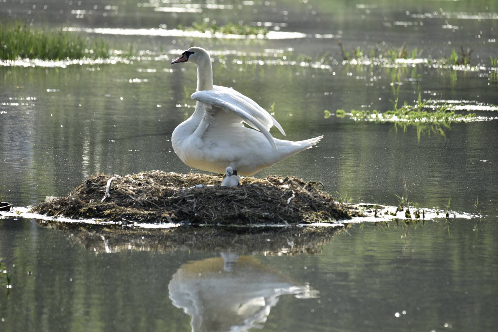 贾鲁河疣鼻天鹅的悲凉