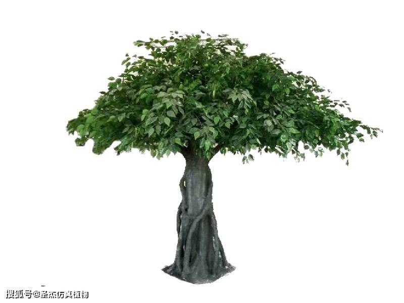 仿真榕树的使用价值越来越高