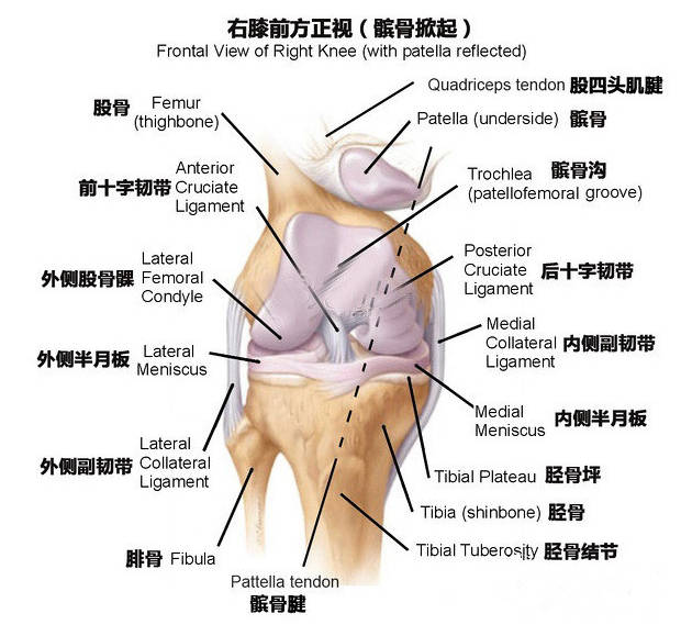 人体膝关节有4条主要的韧带,分别是关节内的前,后十字韧带,以及关节