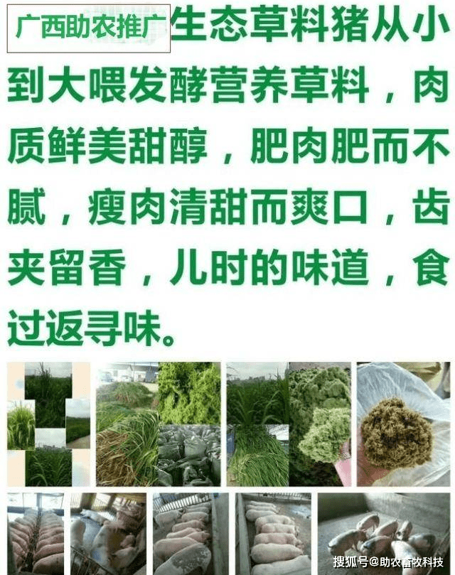 其中生态循环中的牧草是非常好的宣传素材,其次就是中草药的无抗养殖