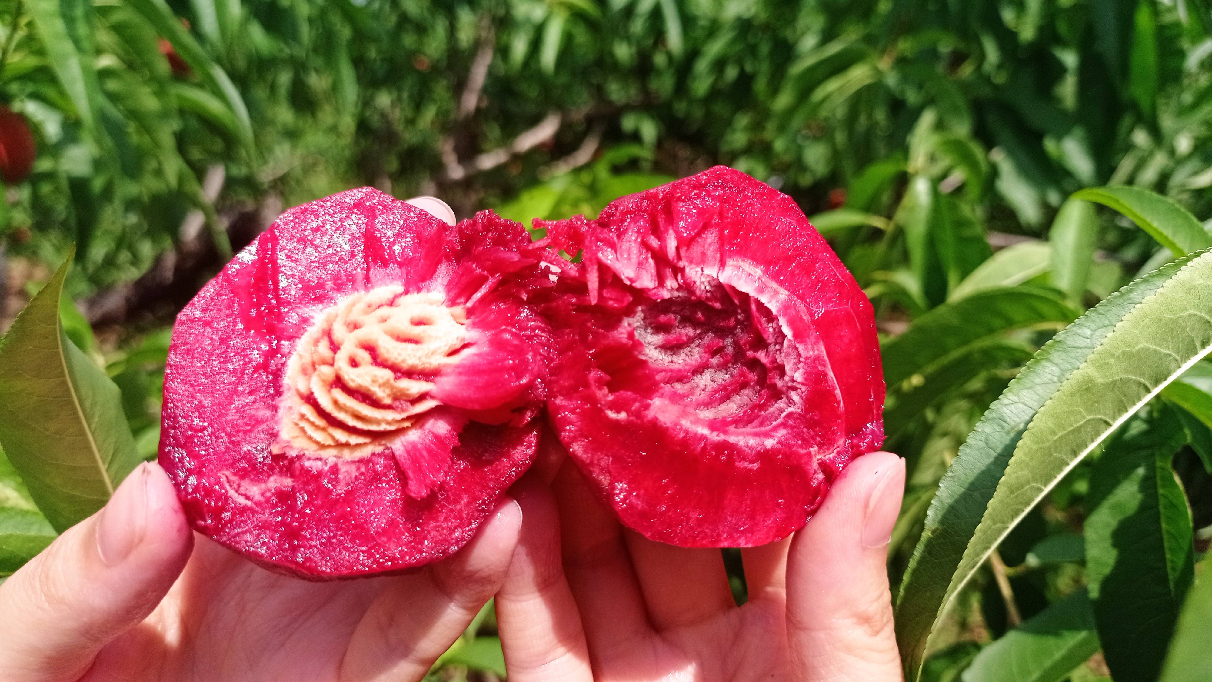 电商活动血桃爆单了孝昌千人直播助农团助力血桃销售