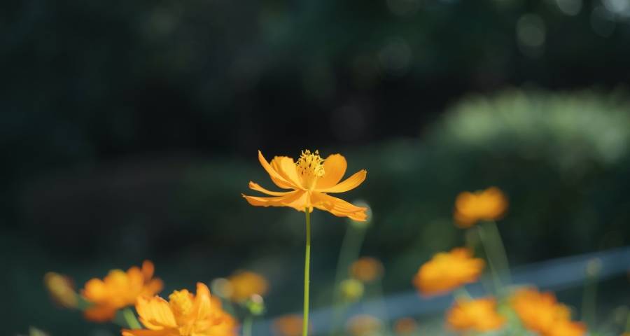 家电市场消费券唱主角,美的海信美菱创维迎新德尔玛SKG遇大考-家电圈官网