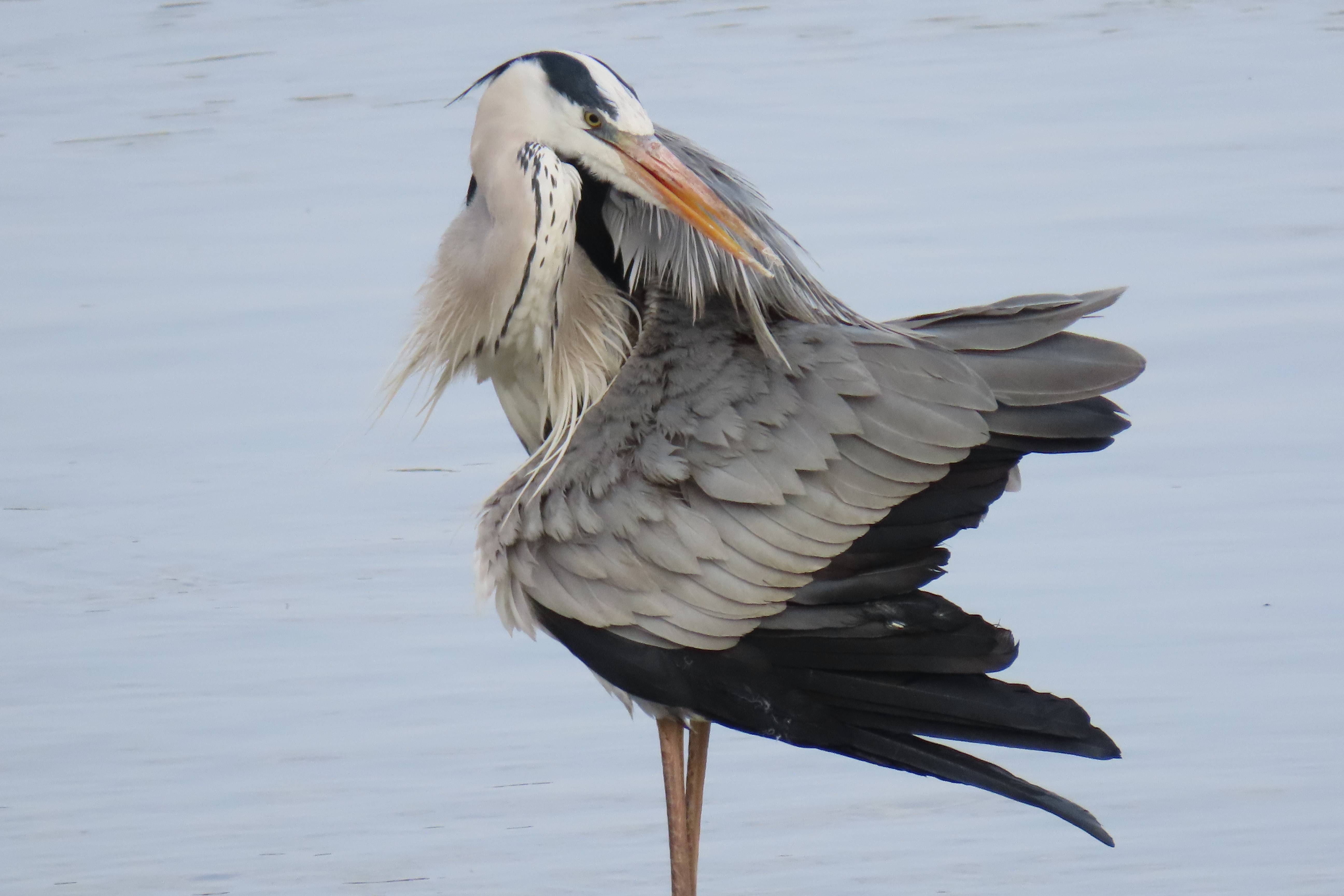 鹭鸟倒影橙色黄苇鴝胜似一家坝上小憩夜鹭府南河双鹭白鹭白鹭群黄苇鴝