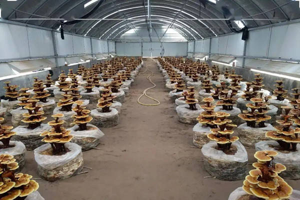 目前,冠县灵芝主产地店子镇灵芝种植面积达6000亩,灵芝大棚发展到