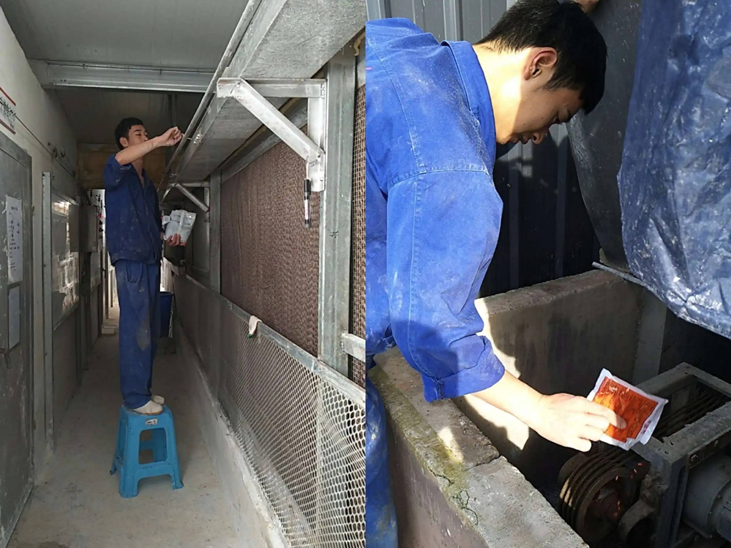 自己猪场疑似感染非洲猪瘟并出现个别死亡,如何快速有效控制_进行