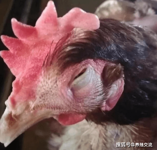 蛋鸡肿头肿脸的几种原因鸡肿脸肿眼用什么治疗鸡肿脸是什么原因引起的