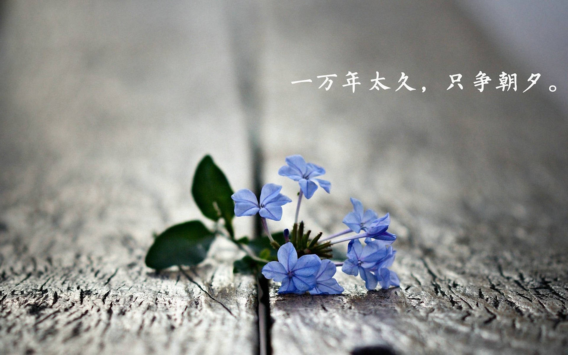 你还记得你最初的梦想吗_搜狐网