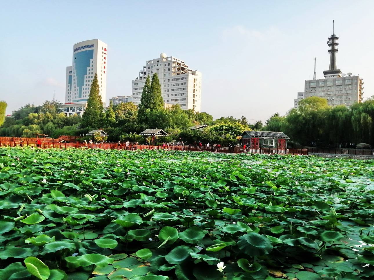 132022年6月29日,上午,筆者在鄭州紫荊山公園東園荷塘見到,荷塘棧道