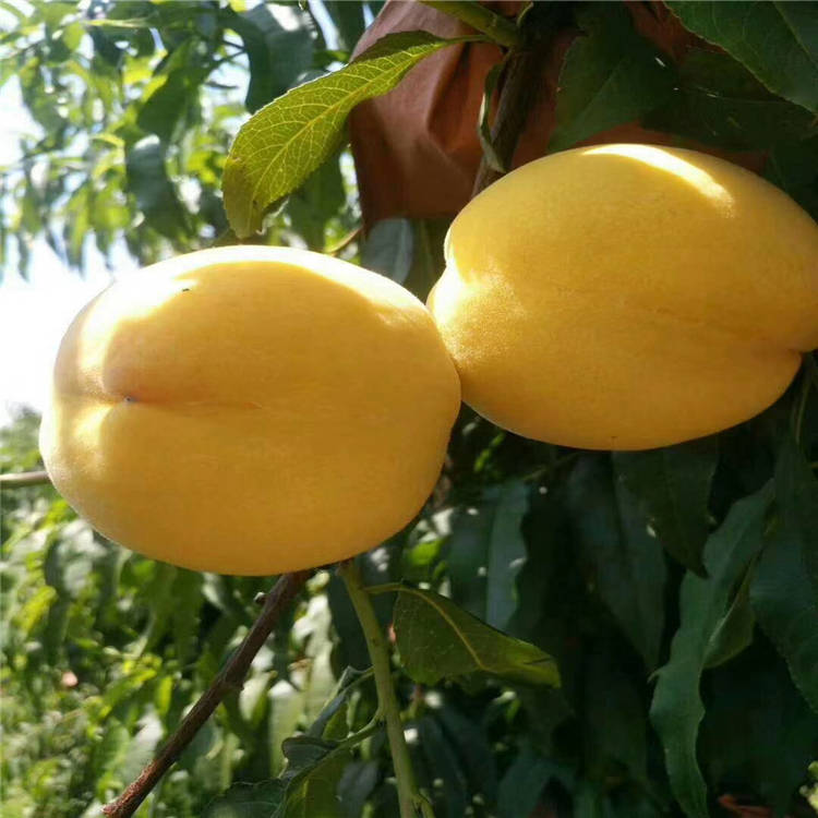 黄金蜜一号品种介绍早熟黄桃黄金蜜一号