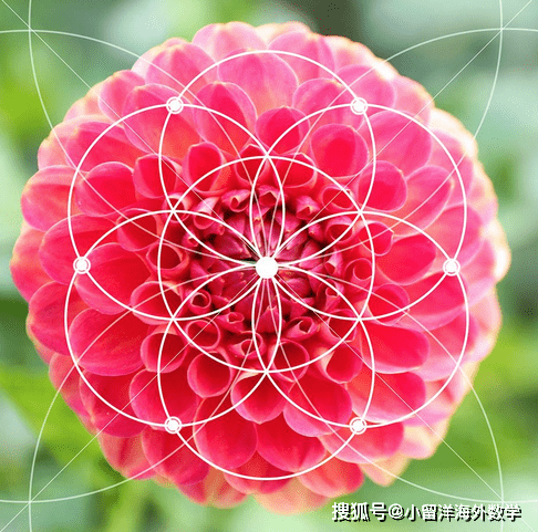 看看这些花朵中蕴藏的几何图案感受下大自然中的数学之美