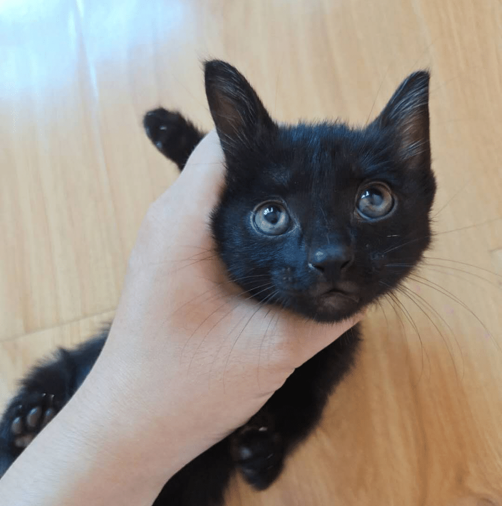 原创养了两年的黑猫不见踪影几个月后怀孕归来看到猫崽主人惊了