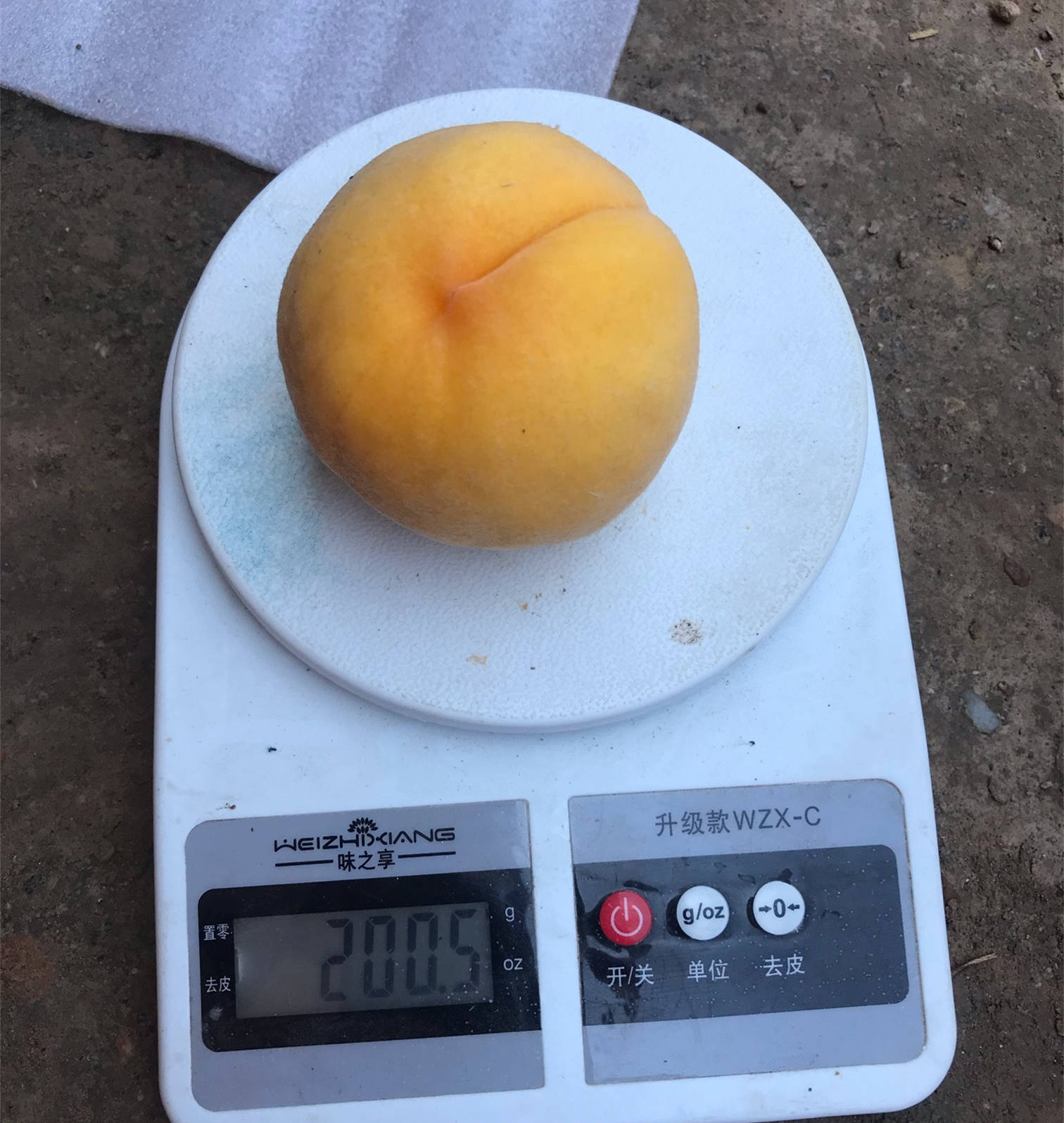 "真实"的黄金凤桃苗品种介绍 1年生金凤桃树苗新价格_黄桃_金凤黄