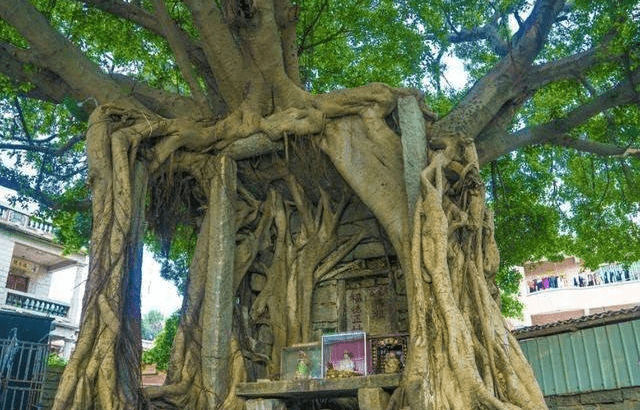 藏在树中的迷你寺庙，已有152年历史，引无数游客前来参拜